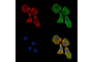 ABIN6265331 and ABIN6278362 staining Hela cells by IF/ICC.