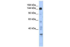 PER2 antibody used at 0. (PER2 anticorps  (Middle Region))