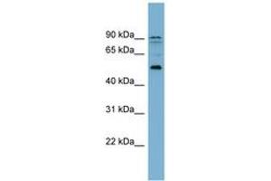 Image no. 1 for anti-Zinc Finger Protein 662 (ZNF662) (AA 215-264) antibody (ABIN6743575) (ZNF662 anticorps  (AA 215-264))
