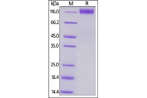 Human CD96, Mouse IgG2a Fc Tag, low endotoxin on  under reducing (R) condition.
