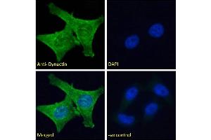 ABIN184834 Immunofluorescence analysis of paraformaldehyde fixed HeLa cells, permeabilized with 0.