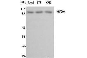 Western Blot analysis of various cells using HSP90 alpha Polyclonal Antibody at dilution of 1:2000.