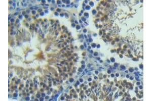 Detection of ANGPT2 in Mouse Testis Tissue using Polyclonal Antibody to Angiopoietin 2 (ANGPT2)