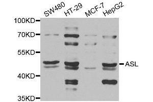 Western blot analysis of extracts of various cell lines, using ASL antibody. (ASL anticorps)