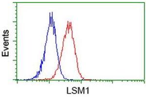 Image no. 2 for anti-LSM1 Homolog, U6 Small Nuclear RNA Associated (LSM1) (AA 1-133) antibody (ABIN1490576) (LSM1 anticorps  (AA 1-133))