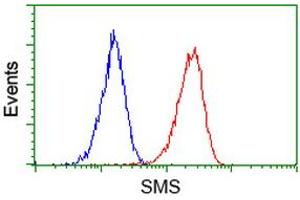 Image no. 1 for anti-Spermine Synthase, SMS (SMS) antibody (ABIN1501094) (SMS anticorps)
