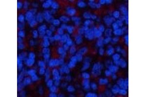 Immunofluorescence analysis of Rat spleen tissue using YAP1 Polyclonal Antibody at dilution of 1:200. (YAP1 anticorps)