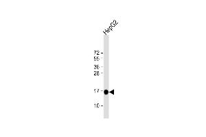 Anti-MGST1 Antibody (Center) at 1:4000 dilution + HepG2 whole cell lysate Lysates/proteins at 20 μg per lane.
