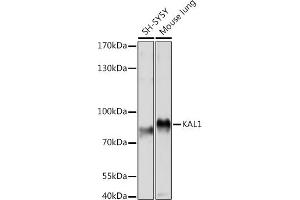 Western blot analysis of extracts of various cell lines, using K Rabbit pAb (ABIN7268068) at 1:1000 dilution. (KAL1 anticorps  (AA 200-300))
