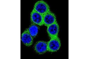 Immunofluorescence (IF) image for anti-Ephrin B2 (EFNB2) antibody (ABIN2996297) (Ephrin B2 anticorps)