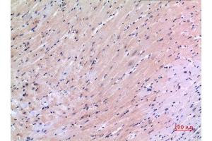 Immunohistochemistry (IHC) analysis of paraffin-embedded Mouse Heart, antibody was diluted at 1:100. (VEGFC anticorps  (Internal Region))