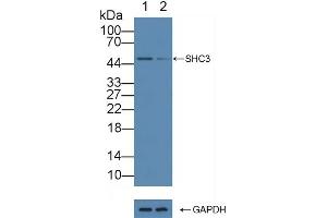 Knockout Varification: Lane 1: Wild-type HepG2 cell lysate, Lane 2: SHC3 knockout HepG2 cell lysate, Predicted MW: 64,51kd Observed MW: 51kd Primary Ab: 3 μg/mL Rabbit Anti-Human SHC3 Antibody Second Ab: 0.