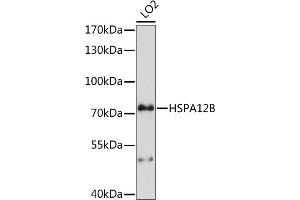 Western blot analysis of extracts of LO2 cells, using HSPB antibody (ABIN7267575) at 1:1000 dilution. (HSPA12B anticorps  (AA 552-686))