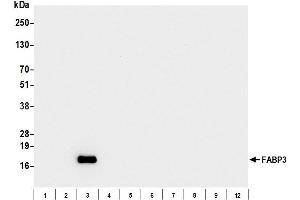 Western Blotting (WB) image for anti-Fatty Acid Binding Protein 3, Muscle and Heart (FABP3) antibody (ABIN7795610) (FABP3 anticorps)