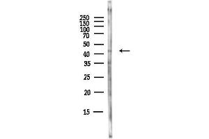 Western blot analysis of lysates from Mouse brain, using C Antibody at 1/1000 dilution.