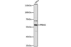 Western blot analysis of extracts of HeLa cells, using PRIM2 antibody (ABIN4904852) at 1:3000 dilution. (PRIM2 anticorps)