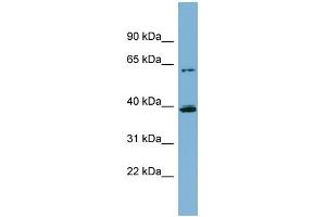 WB Suggested Anti-CYP3A4 Antibody Titration:  0. (CYP3A4 anticorps  (Middle Region))