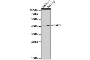 Western blot analysis of extracts of various cell lines using CAPG Polyclonal Antibody at dilution of 1:1000. (CAPG anticorps)