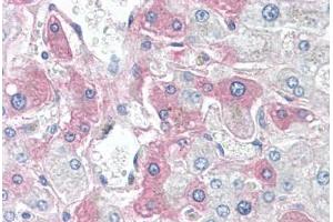 Image no. 2 for anti-Serum Amyloid A 4 (SAA4) (C-Term) antibody (ABIN6749724)