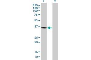 Western Blot analysis of PRPF40A expression in transfected 293T cell line by PRPF40A MaxPab polyclonal antibody. (PRPF40A anticorps  (AA 1-215))