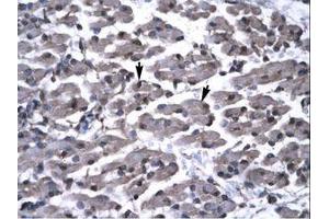 Image no. 1 for anti-PRKC, Apoptosis, WT1, Regulator (PAWR) (AA 166-215) antibody (ABIN6735796) (PAWR anticorps  (AA 166-215))