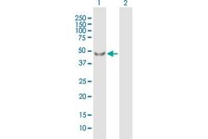 Western Blot analysis of PDPK1 expression in transfected 293T cell line by PDPK1 MaxPab polyclonal antibody.