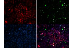 Immunofluorescence analysis of GFP-RNF168 transgenic U2OS cells using CETN2 antibody (ABIN1876585). (CETN2 anticorps)