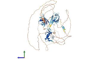AlphaFold protein structure predicition of Human Recombinant DVL3 Protein, UniprotID Q92997