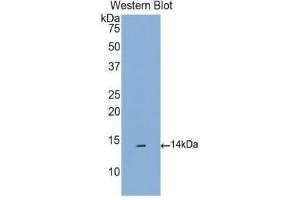 Western Blotting (WB) image for anti-Chemokine (C-C Motif) Ligand 16 (CCL16) (AA 20-120) antibody (ABIN1174246)