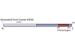 Image no. 3 for anti-Kinesin Family Member 3A (KIF3A) (AA 563-671) antibody (ABIN968567) (KIF3A anticorps  (AA 563-671))