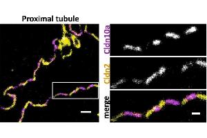 Representative STED image of the TJ in mouse proximal tubule immunostained for Cldn2 (yellow; 2nd-Atto647N) and Cldn10a (magenta; 2nd-AF594). (CLDN10 anticorps  (C-Term))