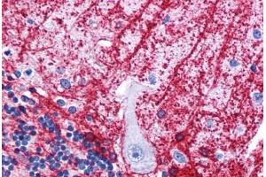 Human Brain, Cerebellum: Formalin-Fixed, Paraffin-Embedded (FFPE) (SIPA1L3 anticorps  (N-Term))