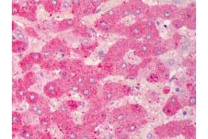 Immunohistochemical staining (Formalin-fixed paraffin-embedded sections) of human liver with GPX7 monoclonal antibody, clone 2704  at 10 ug/mL working concentration. (Glutathione Peroxidase 7 anticorps)