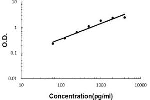 Sandwich ELISA - Recombinant human IL32 protein standard curve.