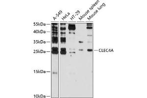 Western blot analysis of extracts of various cell lines, using CLEC4A antibody (ABIN3016506, ABIN3016507, ABIN3016508 and ABIN6219767) at 1:3000 dilution. (CLEC4A anticorps  (AA 70-237))