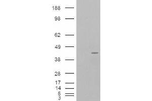 Western Blotting (WB) image for anti-Neutrophil Cytosolic Factor 4, 40kDa (NCF4) antibody (ABIN5929950) (NCF4 anticorps)