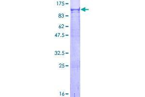 Image no. 1 for Vacuolar Protein Sorting 52 Homolog (VPS52) (AA 1-723) protein (GST tag) (ABIN1325095)