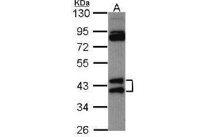 WB Image Sample (30 ug of whole cell lysate) A: Hela 10% SDS PAGE antibody diluted at 1:1000 (HNRNPAB anticorps)