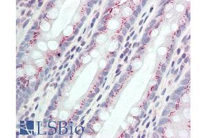 ABIN1590062 (5µg/ml) staining of paraffin embedded Human Colon.