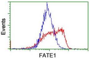 Image no. 2 for anti-Fetal and Adult Testis Expressed 1 (FATE1) antibody (ABIN1498221) (FATE1 anticorps)