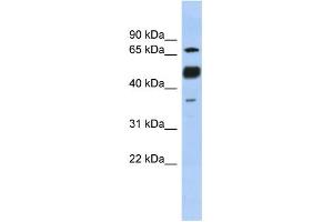WB Suggested Anti-NFATC1 Antibody Titration:  0. (NFATC1 anticorps  (N-Term))