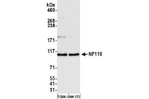Western Blotting (WB) image for anti-Interleukin enhancer-binding factor 3 (ILF3) (AA 456-506) antibody (ABIN7453567) (Interleukin enhancer-binding factor 3 (ILF3) (AA 456-506) anticorps)