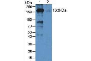 Rabbit Detection antibody from the kit in WB with Positive Control: Sample Lane1: Human Lung Tissue; Lane2: Human hepG2 Cells.