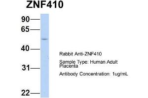 Host: Rabbit Target Name: ZNF410 Sample Type: Human Adult Placenta Antibody Dilution: 1. (ZNF410 anticorps  (N-Term))
