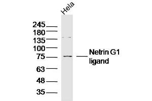 Hela lysates probed with Netrin G1 ligand Polyclonal Antibody, Unconjugated  at 1:300 dilution and 4˚C overnight incubation. (LRRC4C anticorps  (AA 561-640))