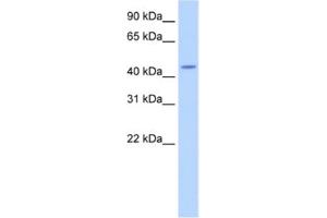 Western Blotting (WB) image for anti-tRNA Nucleotidyl Transferase, CCA-Adding, 1 (Trnt1) antibody (ABIN2462261) (Trnt1 anticorps)