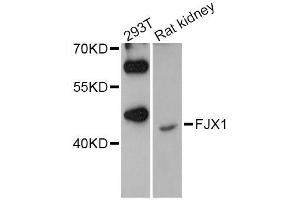 Western blot analysis of extracts of various cell lines, using FJX1 Antibody (ABIN5996629) at 1/1000 dilution. (FJX1 anticorps)