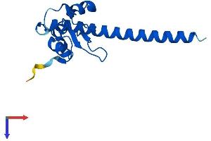 AlphaFold protein structure predicition of Human Recombinant BIRC5 Protein, UniprotID O15392