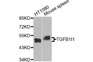 Western blot analysis of extracts of HT1080 and Mouse spleen cells, using TGFB1I1 antibody. (TGFB1I1 anticorps)