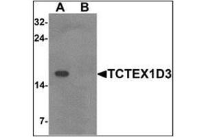 Western blot analysis of TCTEX1D3 in EL4 cell lysate with TCTEX1D3 at 1 ug/mL in (A) the absence and (B) the presence of blocking peptide. (TCTE3 anticorps  (N-Term))